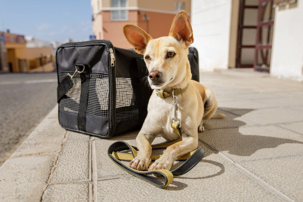 Pet Travel Private Jet